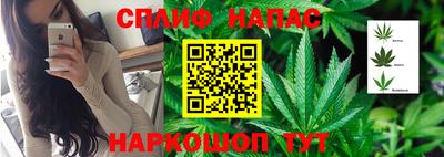 крисы Моздок